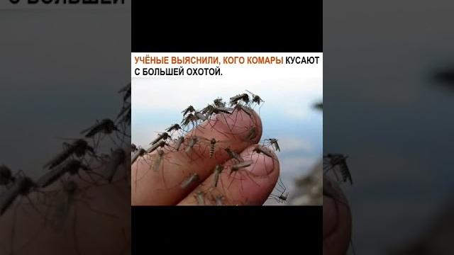 УЧЁНЫЕ УЗНАЛИ КОГО БОЛЬШЕ ВСЕГО КУСАЮТ КОМАРЫ УЧЁНЫЕ УЗНАЛИ КОГО БОЛЬШЕ ВСЕГО КУСАЮТ КОМАРЫ