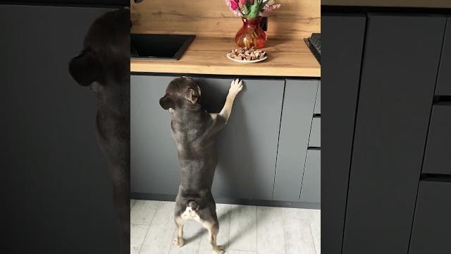 Обед по расписанию! #питомцы #дружок #собака #bulldog #frenchbulldog #французский бульдог #юмор Обед по расписанию! #питомцы #дружок #собака #bulldog #frenchbulldog #французский бульдог #юмор