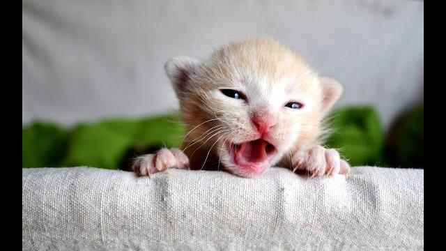 Звуки как мяукают котята! Звуки как мяукают котята!