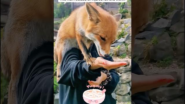 This man rescued an injured fox and then... This man rescued an injured fox and then...