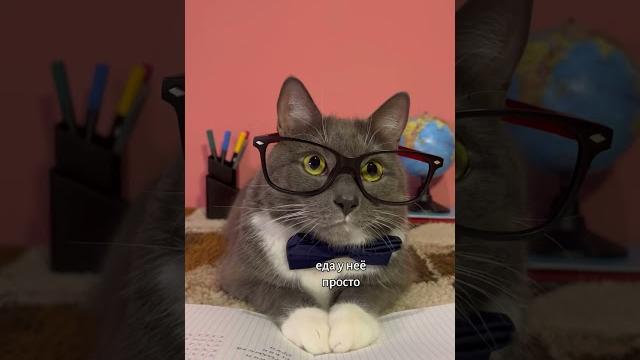КОТИКИ В ШКОЛЕ - СУП КОТИКИ В ШКОЛЕ - СУП