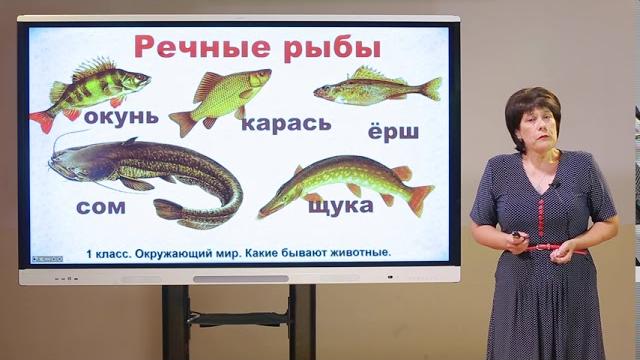 1 класс. Окружающий мир. Какие бываю животные 1 класс. Окружающий мир. Какие бываю животные