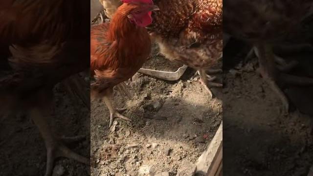Что бы куры неслись каждый день, покупайте этот корм! Что бы куры неслись каждый день, покупайте этот корм!