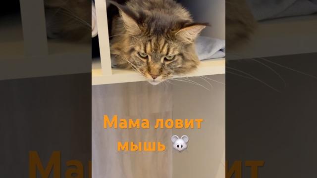 Кот Мейн-Кун юмор #прикольныекоты Кот Мейн-Кун юмор #прикольныекоты