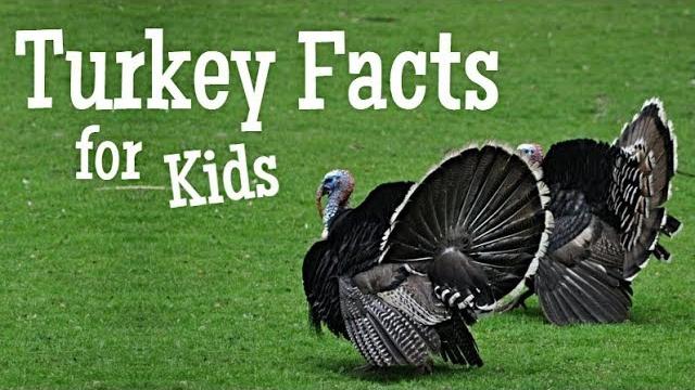 Turkey Facts for Kids Turkey Facts for Kids