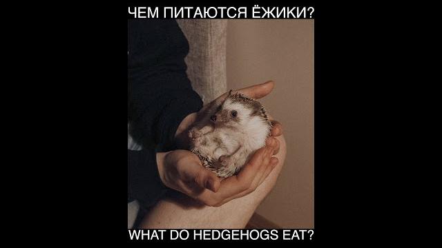Чем Питаются Ёжики? Чем Питаются Ёжики?