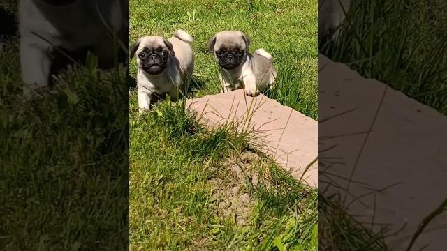 Щенки мопса Pug puppies #puppy #щенок #мопс #мопсы #мопсики #pug #pugpuppy #мопсик #puglife #pets Щенки мопса Pug puppies #puppy #щенок #мопс #мопсы #мопсики #pug #pugpuppy #мопсик #puglife #pets