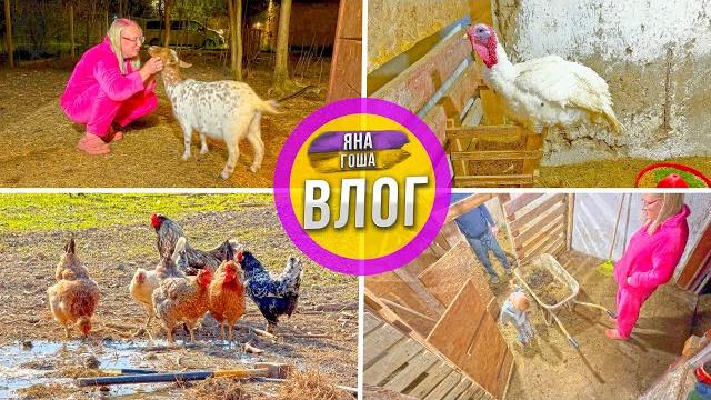 Сельская жизнь! Живем так как хотим! Трудимся до ночи! Поговорили с индюком. Порядок на хуторе! Сельская жизнь! Живем так как хотим! Трудимся до ночи! Поговорили с индюком. Порядок на хуторе!