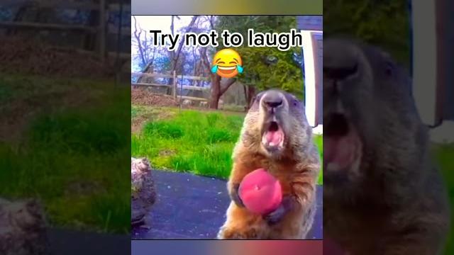 Бобер #прикол #смешно #shorts Бобер #прикол #смешно #shorts