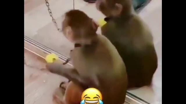 Обезьяна и зеркало #обезьяна #шимпанзе #shortsvideo #прикол #юмор #смешные #видео #приколы #шортс Обезьяна и зеркало #обезьяна #шимпанзе #shortsvideo #прикол #юмор #смешные #видео #приколы #шортс