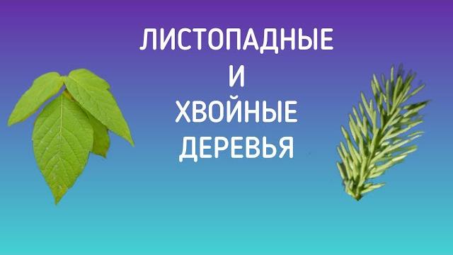 Деревья: листопадные и хвойные Деревья: листопадные и хвойные