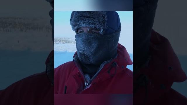 Они нарушили закон, чтобы спасти пингвинов! ️ #факты Они нарушили закон, чтобы спасти пингвинов! ️ #факты