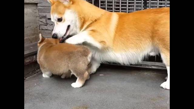 Funny Corgi Moment- Teaching a puppy to sit Funny Corgi Moment- Teaching a puppy to sit
