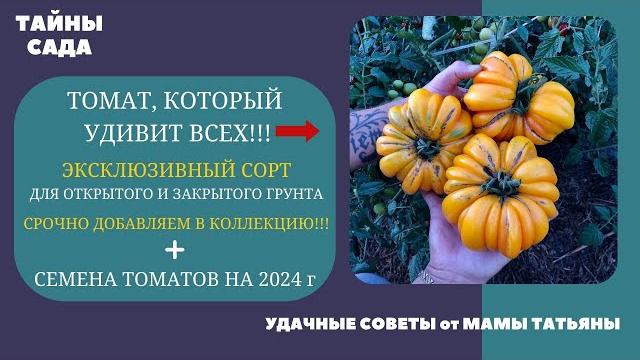 ТОМАТ, КОТОРЫЙ УДИВИТ ВСЕХ! ЭКСКЛЮЗИВНЫЙ СОРТ ТОМАТА! КАКОЙ ОН? + СЕМЕНА ТОМАТОВ НА 2024 год. ТОМАТ, КОТОРЫЙ УДИВИТ ВСЕХ! ЭКСКЛЮЗИВНЫЙ СОРТ ТОМАТА! КАКОЙ ОН? + СЕМЕНА ТОМАТОВ НА 2024 год.