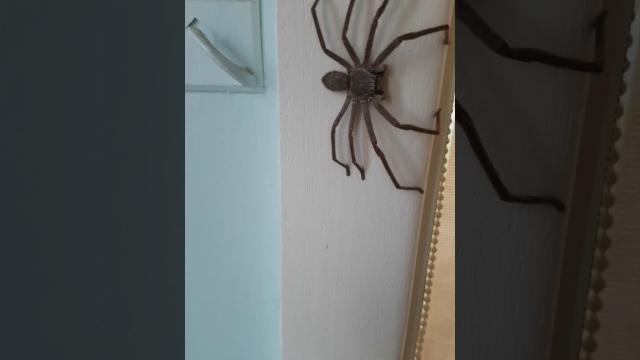 Huntsman Spider Australia Huntsman Spider Australia