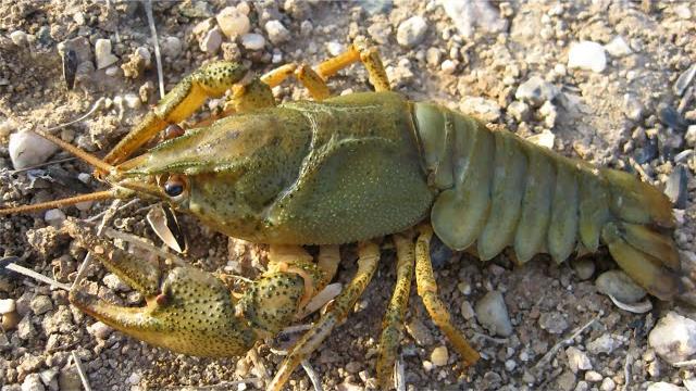 Широкопалый речной рак (Astacus astacus) Широкопалый речной рак (Astacus astacus)