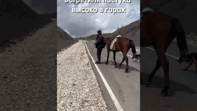 как выглядят 9 #баран #дагестан как выглядят 9 #баран #дагестан