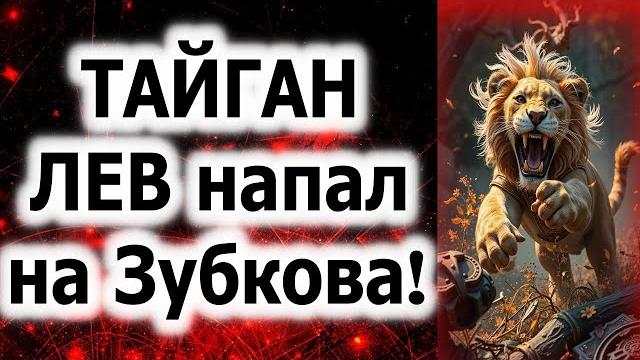 ТАЙГАН! ЛЕВ напал на Зубкова! ТАЙГАН! ЛЕВ напал на Зубкова!