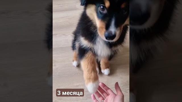 как быстро растёт щенок #видео #милота #москва #собака #щенки #дети #дом #ребенок #семья #развитие как быстро растёт щенок #видео #милота #москва #собака #щенки #дети #дом #ребенок #семья #развитие