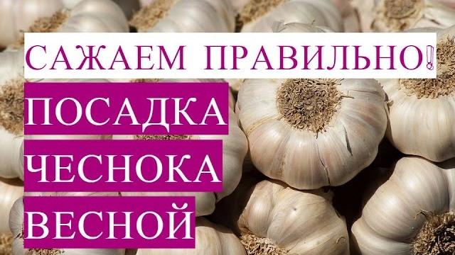 Как Посадить Чеснок Правильно! Посадка Чеснока Весной. Как Посадить Чеснок Правильно! Посадка Чеснока Весной.