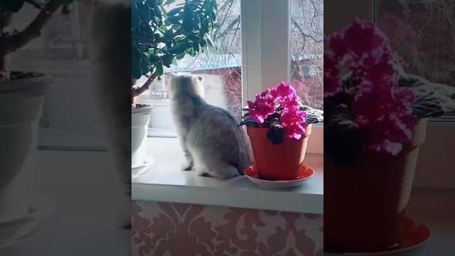 Я для кого стараюсь, где мои лайки Я для кого стараюсь, где мои лайки