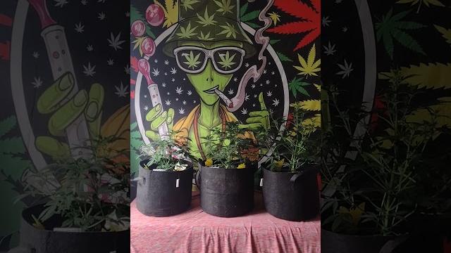 Opium from ERRORS Seeds. 26 Days Opium from ERRORS Seeds. 26 Days