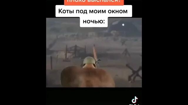 коты за Донбасс #нет войне коты за Донбасс #нет войне