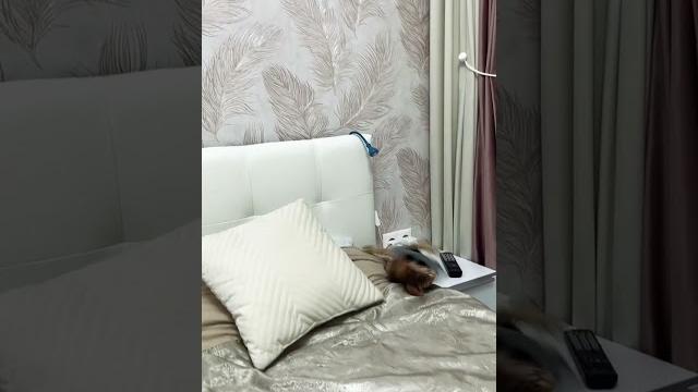 Грация кошки, ловкость картошки #ориенталы #смешные #funnycats #животные #ориентальнаякошка Грация кошки, ловкость картошки #ориенталы #смешные #funnycats #животные #ориентальнаякошка