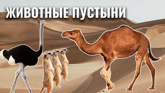 Животные пустыни | Учим животных с детьми | Умняха Животные пустыни | Учим животных с детьми | Умняха