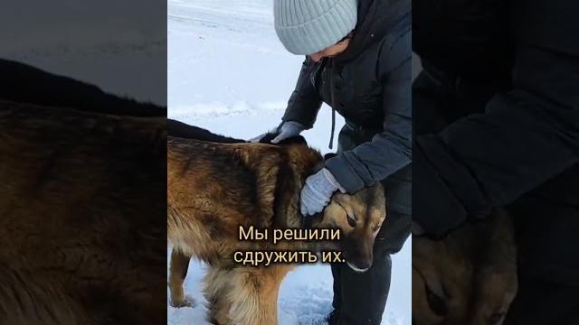 ИЩиТЕ КИЛЛЕРА, КОГДА УЖЕ НИЧЁ НЕ ПОМОГАЕТ #животные #собака #помощь #топ#тикток #новости #добро ИЩиТЕ КИЛЛЕРА, КОГДА УЖЕ НИЧЁ НЕ ПОМОГАЕТ #животные #собака #помощь #топ#тикток #новости #добро