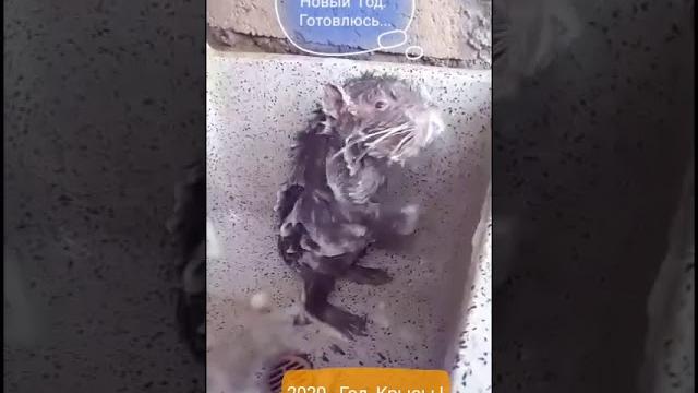 Прикольное видео. Крыса моется Прикольное видео. Крыса моется
