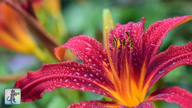 Beautiful Flowers ~ Planet Earth Amazing Nature Scenery & The Best Relax Music • 3 HOURS Beautiful Flowers ~ Planet Earth Amazing Nature Scenery & The Best Relax Music • 3 HOURS