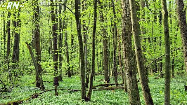Звуки Природы: Пение Птиц в Весеннем Лесу - Живой Лес и Голоса Птиц - Релакс Видео 2 ЧАСА Звуки Природы: Пение Птиц в Весеннем Лесу - Живой Лес и Голоса Птиц - Релакс Видео 2 ЧАСА
