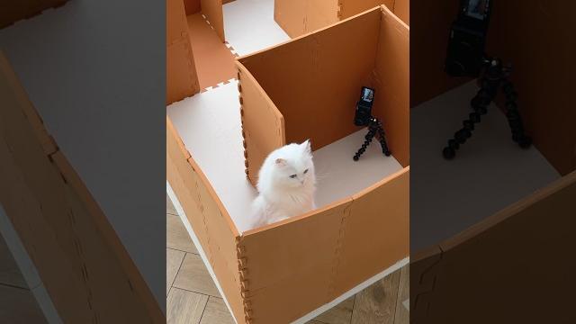 Where did the exit go?! #cats #catvideos #maze #catlogic Where did the exit go?! #cats #catvideos #maze #catlogic