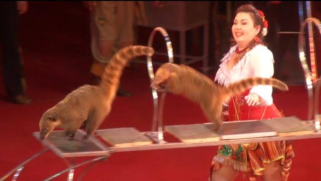 Circus. The show of different animals. Цирк. Шоу разных животных. Circus. The show of different animals. Цирк. Шоу разных животных.
