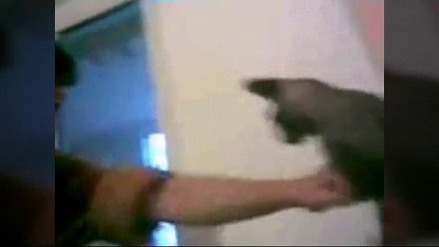 Смешные видео про котят и щенят Смешные видео про котят и щенят