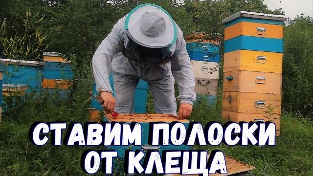 Ставим полоски от клеща Ставим полоски от клеща