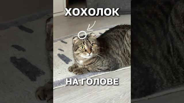 отличительная черта! #смешноевидео #cat #веселыекоты #прикольныекоты #кот #котики #кошка #милота отличительная черта! #смешноевидео #cat #веселыекоты #прикольныекоты #кот #котики #кошка #милота