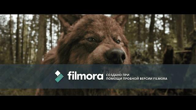 КЛИП ПРО ВОЛКОВ. Песня superhero. КЛИП ПРО ВОЛКОВ. Песня superhero.