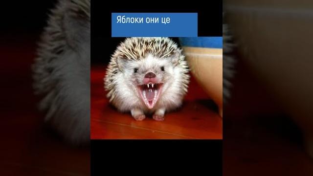 ЁЖИКИ НЕ ЕДЯТ ЯБЛОК!? #shorts ЁЖИКИ НЕ ЕДЯТ ЯБЛОК!? #shorts