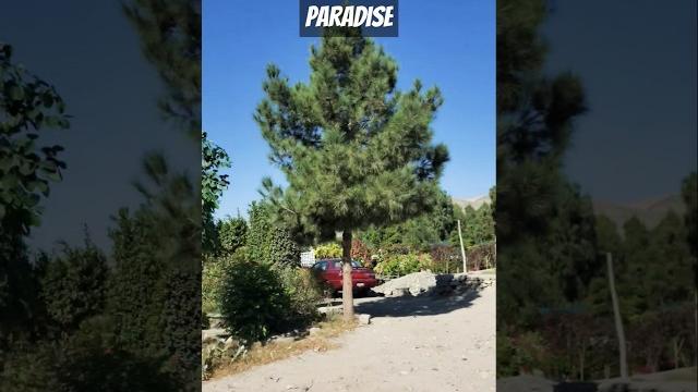 Paradise Afghanistan Paradise Afghanistan
