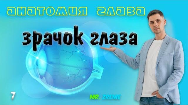 Зрачок глаза человека Зрачок глаза человека