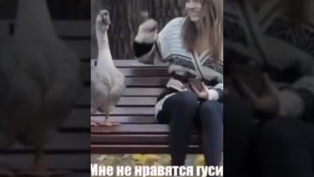Гусь знакомится с девушкой Гусь знакомится с девушкой