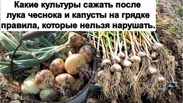 Какие культуры сажать после лука чеснока и капусты на грядке правила, которые нельзя нарушать. Какие культуры сажать после лука чеснока и капусты на грядке правила, которые нельзя нарушать.