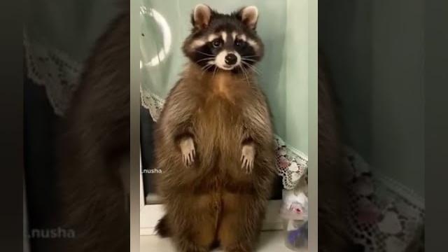 Наглость второе счастье.Наглые еноты. Наглость второе счастье.Наглые еноты.