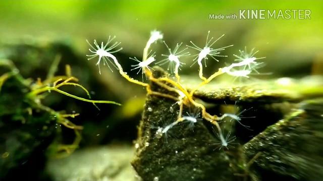 Неизвестное животное в аквариуме (видео для залипания) микромир/An unknown animal in an aquarium Неизвестное животное в аквариуме (видео для залипания) микромир/An unknown animal in an aquarium