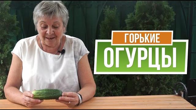Почему Огурцы Горькие Как Избавиться от Горечи в Огурцах Почему Огурцы Горькие Как Избавиться от Горечи в Огурцах