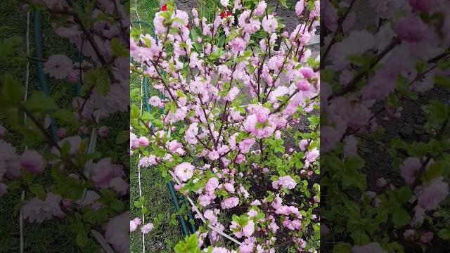 КАК ЦВЕТЕТ МИНДАЛЬ?! КАК ЦВЕТЕТ МИНДАЛЬ?!