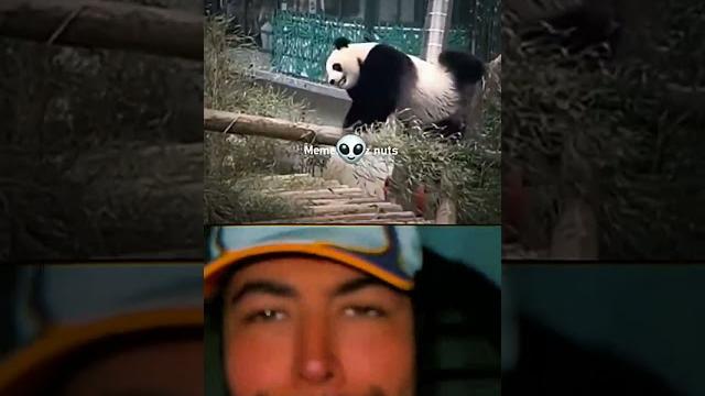 bombastic twerk panda bombastic twerk panda