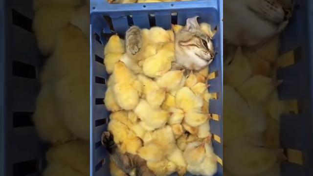 Кот с цыплятами Кот с цыплятами